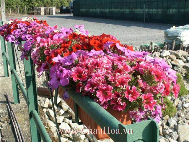 đặt chậu hoa dạ yến thảo lên ban công hoặc lan can để có đầy đủ ánh nắng