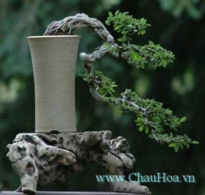 chậu cây xanh bonsai tư thế thác đổ