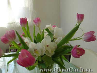 Bạn có thể đặt một chậu hoa tulip trên bàn ăn