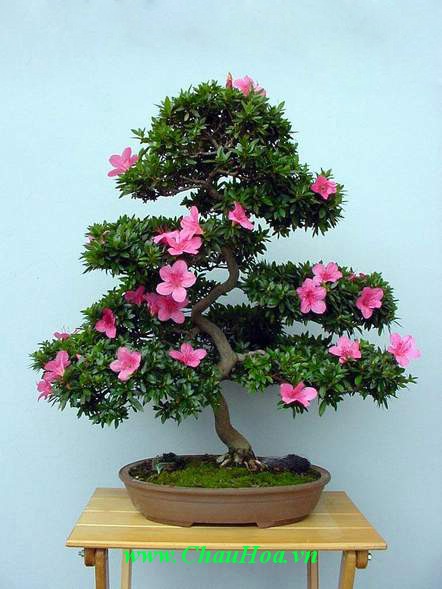 Các cây xanh bonsai sẽ thêm đẹp hơn nếu chúng được bố trí phù hợp phong thủy